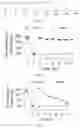 Fig. 02 - Pharmaceutical composition and method for relieving/eliminating morphine-induced analgesic tolerance