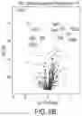 Fig. 14 - METHODS AND COMPOSITIONS FOR TUSC2 IMMUNOTHERAPY
