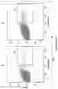 Fig. 13 - METHODS OF MAKING CHIMERIC ANTIGEN RECEPTOR-EXPRESSING CELLS