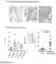 Fig. 16 - IL-12 COMPOSITIONS AND METHODS OF USE IN HEMATOPOIETIC RECOVERY