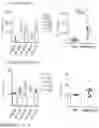 Fig. 17 - IL-12 COMPOSITIONS AND METHODS OF USE IN HEMATOPOIETIC RECOVERY
