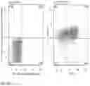 Fig. 24 - IL-12 COMPOSITIONS AND METHODS OF USE IN HEMATOPOIETIC RECOVERY