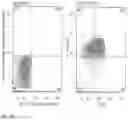 Fig. 25 - IL-12 COMPOSITIONS AND METHODS OF USE IN HEMATOPOIETIC RECOVERY