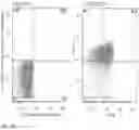 Fig. 26 - IL-12 COMPOSITIONS AND METHODS OF USE IN HEMATOPOIETIC RECOVERY