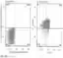 Fig. 27 - IL-12 COMPOSITIONS AND METHODS OF USE IN HEMATOPOIETIC RECOVERY