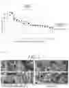 Fig. 02 - Hemostatic agent and container containing the same