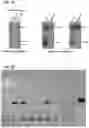 Fig. 08 - Vaccines