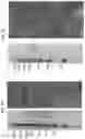 Fig. 14 - Vaccines