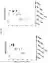 Fig. 16 - Vaccines
