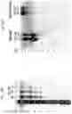 Fig. 26 - Vaccines