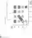Fig. 08 - ADJUVANTED MULTIVALENT INFLUENZA VACCINES