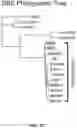 Fig. 04 - MULTIVALENT CARRIERS AND RELATED VACCINE COMPOSITIONS