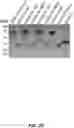 Fig. 08 - MULTIVALENT CARRIERS AND RELATED VACCINE COMPOSITIONS