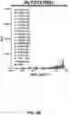 Fig. 16 - MULTIVALENT CARRIERS AND RELATED VACCINE COMPOSITIONS