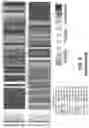 Fig. 24 - MULTIVALENT CARRIERS AND RELATED VACCINE COMPOSITIONS