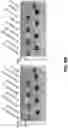Fig. 27 - MULTIVALENT CARRIERS AND RELATED VACCINE COMPOSITIONS