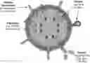 Fig. 01 - EXTRACELLULAR VESICLES FOR VACCINE DELIVERY