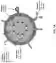 Fig. 02 - EXTRACELLULAR VESICLES FOR VACCINE DELIVERY