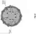 Fig. 11 - EXTRACELLULAR VESICLES FOR VACCINE DELIVERY