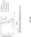 Fig. 24 - EXTRACELLULAR VESICLES FOR VACCINE DELIVERY