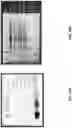 Fig. 31 - EXTRACELLULAR VESICLES FOR VACCINE DELIVERY