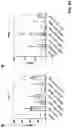 Fig. 111 - PREVENTION OR MITIGATION OF T-CELL ENGAGING AGENT-RELATED ADVERSE EFFECTS