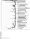 Fig. 14 - COMPOSITIONS AND METHODS FOR TREATING AUTOIMMUNE DISEASES AND CANCERS