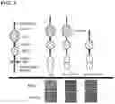 Fig. 15 - COMPOSITIONS AND METHODS FOR TREATING AUTOIMMUNE DISEASES AND CANCERS