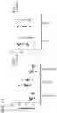 Fig. 21 - COMPOSITIONS AND METHODS FOR TREATING AUTOIMMUNE DISEASES AND CANCERS