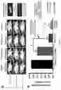 Fig. 18 - Bioorthogonal compositions