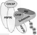 Fig. 01 - METHODS AND COMPOSITIONS FOR TARGETED PROTEIN DEGRADATION