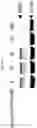Fig. 07 - METHODS AND COMPOSITIONS FOR TARGETED PROTEIN DEGRADATION