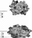 Fig. 01 - APPLICATION OF TRANSTHYRETIN IN ENTERING EYE AND PREPARING DROP