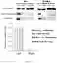 Fig. 08 - APPLICATION OF TRANSTHYRETIN IN ENTERING EYE AND PREPARING DROP