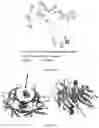 Fig. 14 - APPLICATION OF TRANSTHYRETIN IN ENTERING EYE AND PREPARING DROP