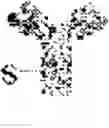 Fig. 74 - ANTIBODY DRUG CONJUGATES