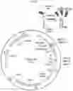 Fig. 05 - METHODS AND COMPOSITIONS FOR REDUCING METASTASES