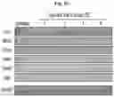 Fig. 21 - METHODS AND COMPOSITIONS FOR REDUCING METASTASES