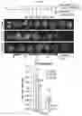 Fig. 22 - METHODS AND COMPOSITIONS FOR REDUCING METASTASES
