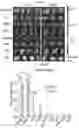 Fig. 23 - METHODS AND COMPOSITIONS FOR REDUCING METASTASES
