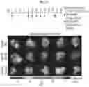 Fig. 25 - METHODS AND COMPOSITIONS FOR REDUCING METASTASES