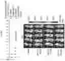 Fig. 27 - METHODS AND COMPOSITIONS FOR REDUCING METASTASES