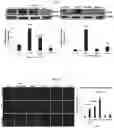 Fig. 35 - METHODS AND COMPOSITIONS FOR REDUCING METASTASES