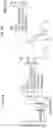 Fig. 42 - METHODS AND COMPOSITIONS FOR REDUCING METASTASES