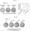 Fig. 45 - METHODS AND COMPOSITIONS FOR REDUCING METASTASES