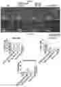 Fig. 55 - METHODS AND COMPOSITIONS FOR REDUCING METASTASES