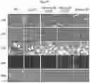 Fig. 59 - METHODS AND COMPOSITIONS FOR REDUCING METASTASES