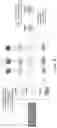 Fig. 05 - Polynucleotide-Linked Bioconjugates and Methods of Making and Using
