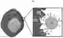 Fig. 08 - ARTIFICIAL T-CELL STIMULATING MATRIX FOR IMMUNOTHERAPY