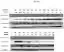 Fig. 15 - ARTIFICIAL T-CELL STIMULATING MATRIX FOR IMMUNOTHERAPY